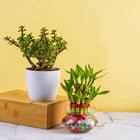 Good Luck Plants for Home (Bamboo, Jade) customer review image