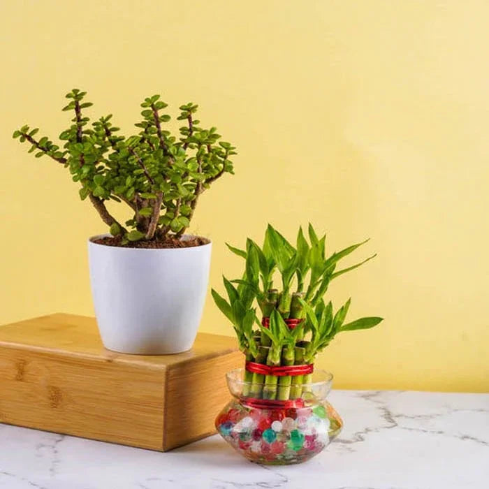 Good Luck Plants for Home (Bamboo, Jade)