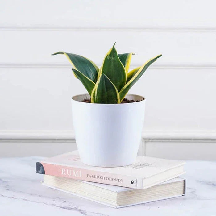 Sansevieria Hahnii Snake Plant