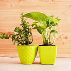 Jade and Money Plant in Green Pots customer review image