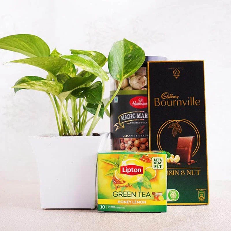 Money Plant with Snacks Hamper