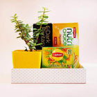 Jade Plant with Healthy Cookies Hamper customer review image