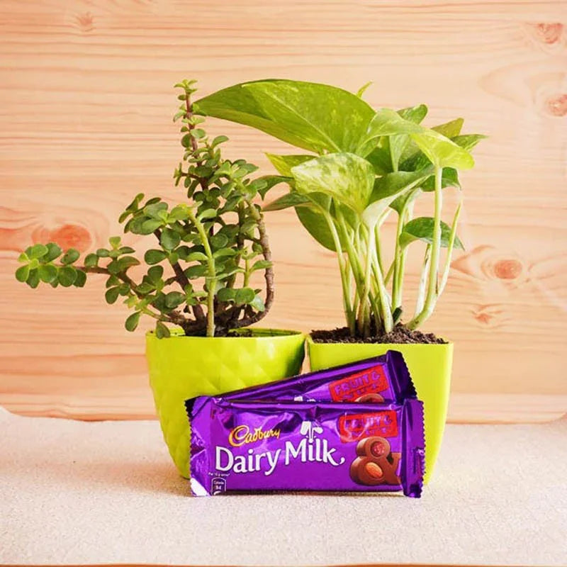 Jade and Money Plant with Cadbury Fruit N Nut Hamper