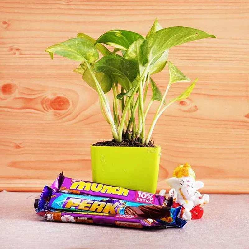 Money Plant with Ganesha idol and Chocolates Hamper