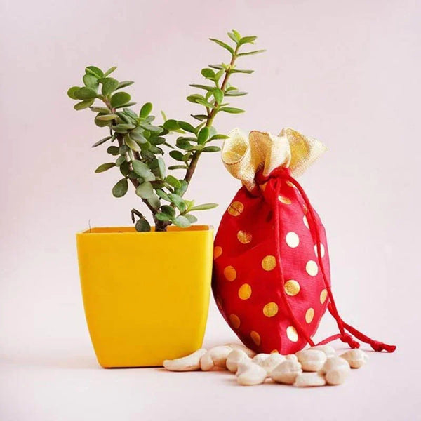 Jade Plant with Cashews Combo