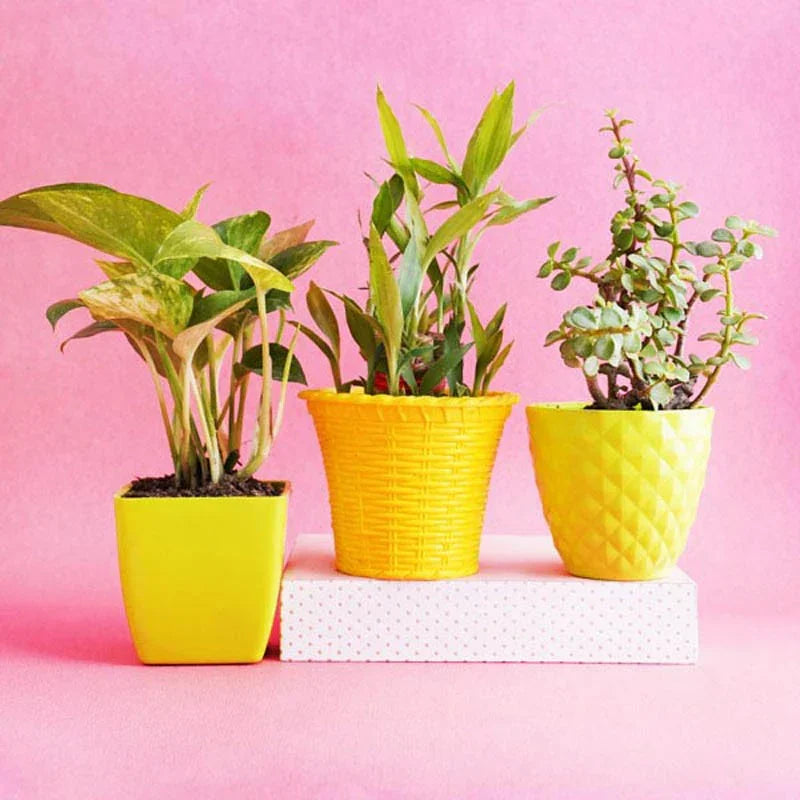 Jade Money and Lucky Bamboo Plant with 3 Pots