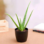 Aloe vera - Succulent Plant customer review image