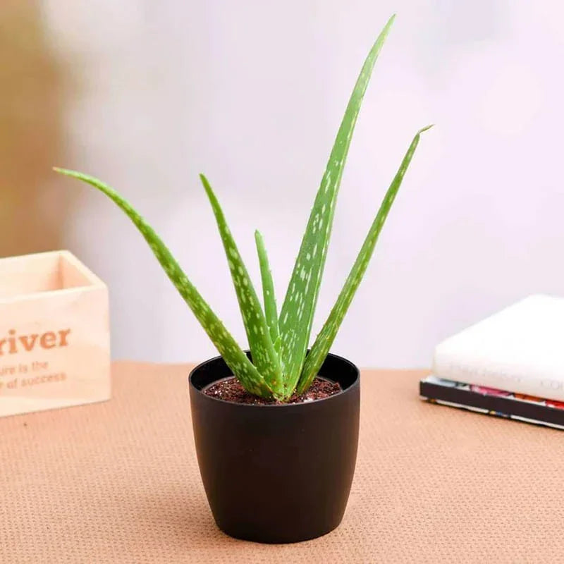 Potted aloe vera plant on a table with a blurred background