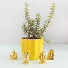 Blissful Jade Plant with Laughing Buddha customer review image