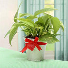 Grab The Luck Money Plant customer review image
