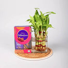 Bamboo Plants With Celebration Pack Hamper customer review image