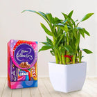 Lucky Bamboo With Small Cadbury Pack customer review image
