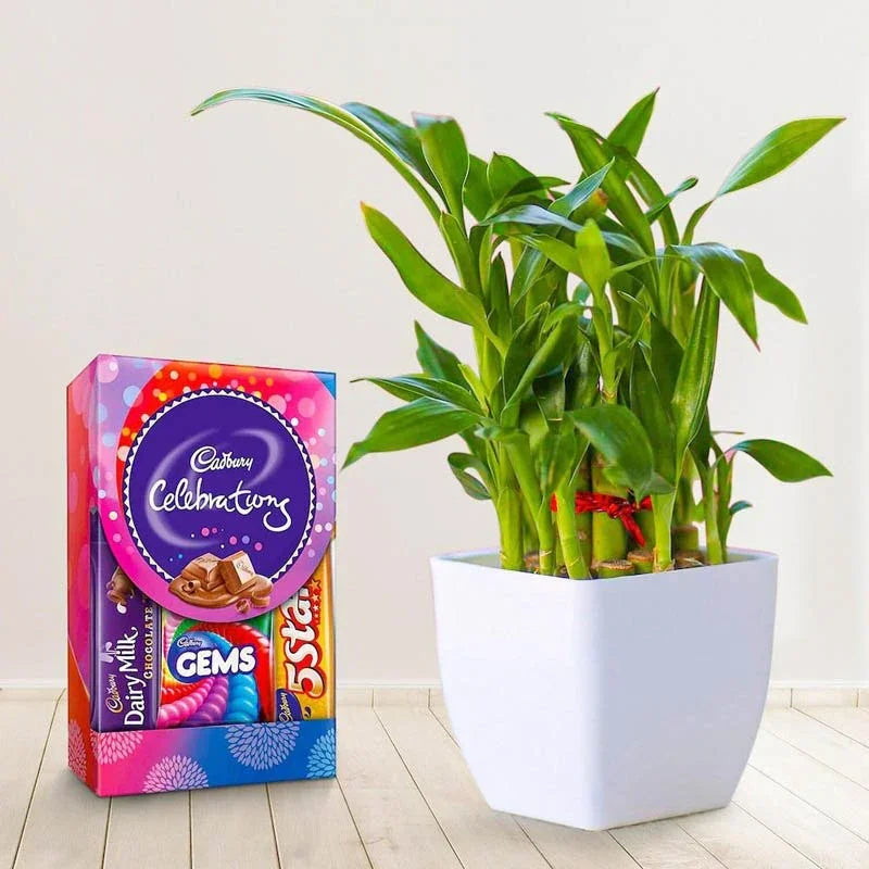Potted plant next to a box of Cadbury Dairy Milk Gems on a light wooden floor.