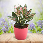 Beautiful Aglaonema customer review image