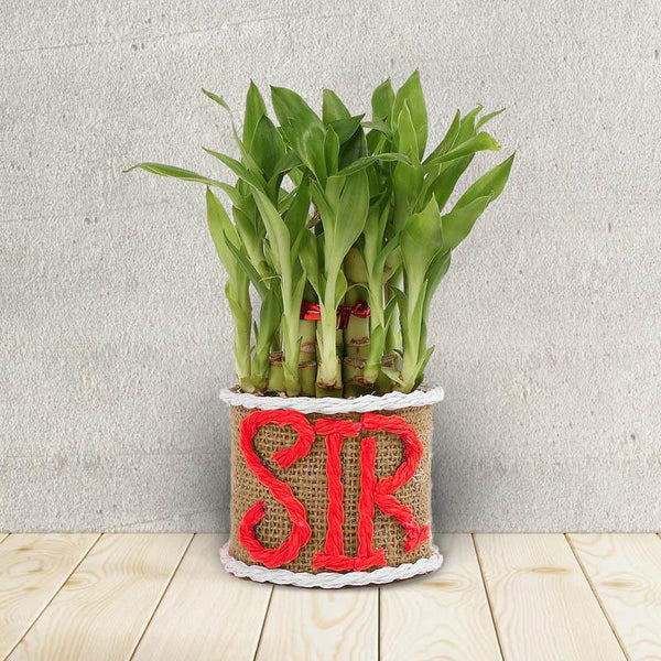 Sir Bamboo Plant