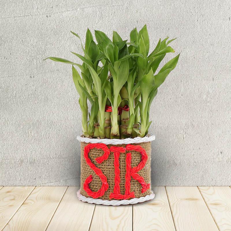 Potted plant with 'SIR' wrapped around its base on a wooden floor.