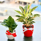Evergreen Indoor Plant Pack customer review image