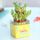 Bamboo Birthday Plant customer review image
