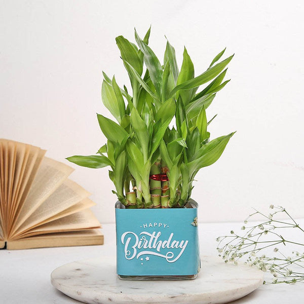 Potted plant with 'Happy Birthday' message on a marble surface with an open book and small flowers.