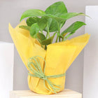 Fantastic Money Plant customer review image