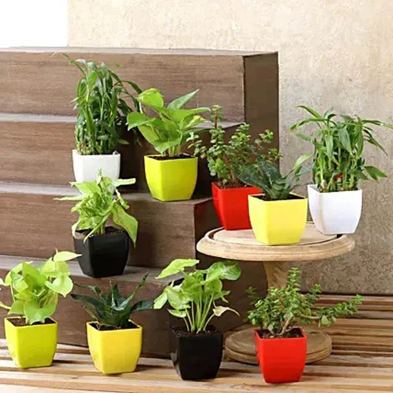 Air Purifying N Leafy Green Plants- Set of 10