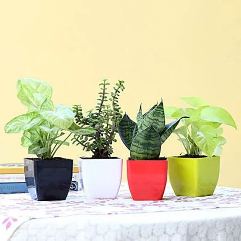 Foliage Air Purifying Plant Set