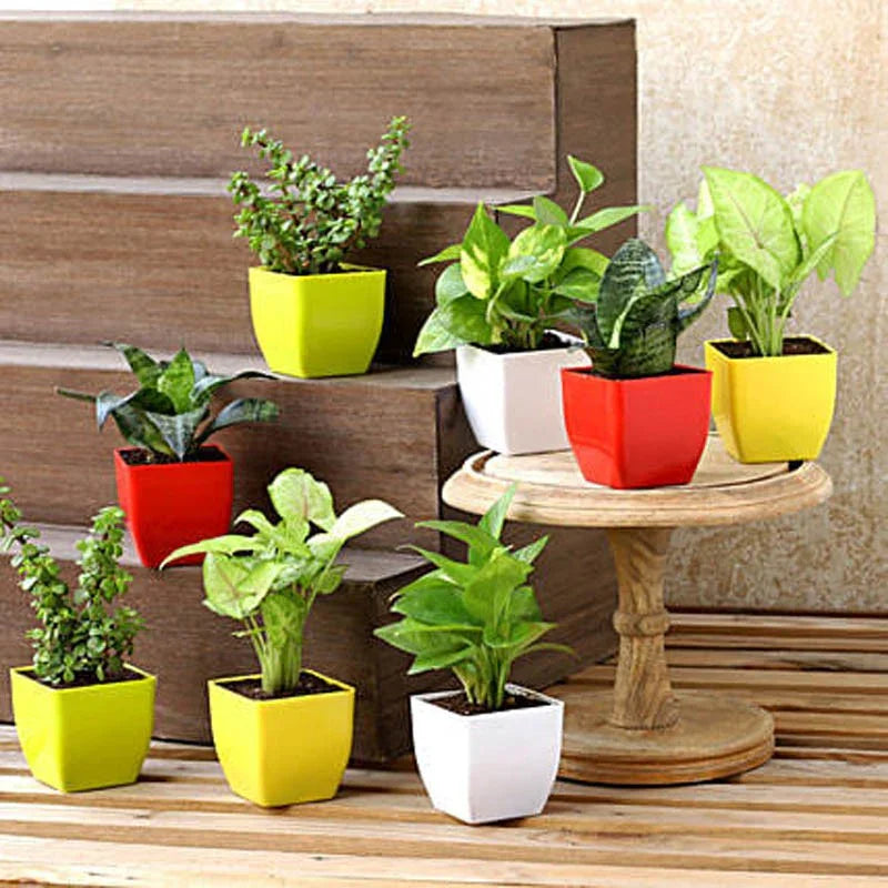 Air Purifying Plants N Succulents- Set Of 8