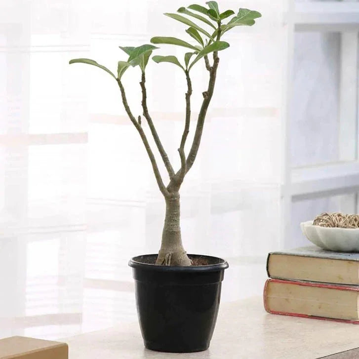 Potted plant on a table with books and a bowl in the background