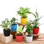 Money Marble Prince, Syngonium Cream Allusion (Pink Veins) , Peace Lily , Peperomia , Zz , Money Golden Natural Plant customer review image