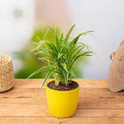 Chlorophytum, Spider Plant - Plant customer review image
