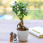 Bring Good Luck to your Parents with Buddha and Ficus Bonsai customer review image