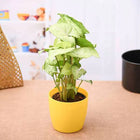 Syngonium Green - Plant customer review image