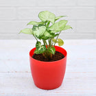 Syngonium variegated - Plant customer review image