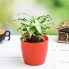 Syngonium podophyllum Mini Pixie - Plant customer review image