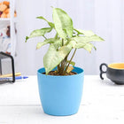 Syngonium Podophyllum Silver Pearl - Plant customer review image
