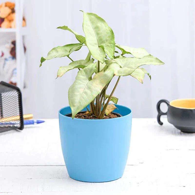 Syngonium Podophyllum Silver Pearl - Plant