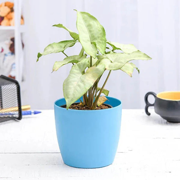 Syngonium Podophyllum Silver Pearl - Plant