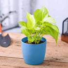 Money Plant Golden, Scindapsus Golden - Plant customer review image