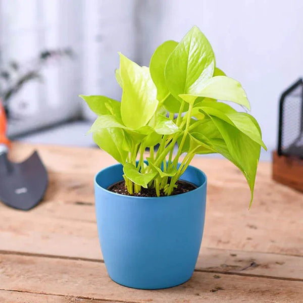 Money Plant Golden, Scindapsus Golden - Plant