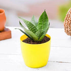 Sansevieria trifasciata Hahnii, Snake Plant - Plant customer review image