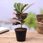 Croton Plant, Codiaeum variegatum (Petra) - Plant customer review image