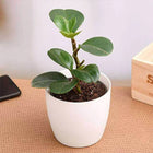 Peperomia obtusifolia - Succulent Plant customer review image