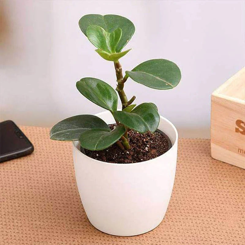 Potted plant on a table with a smartphone and wooden block in the background