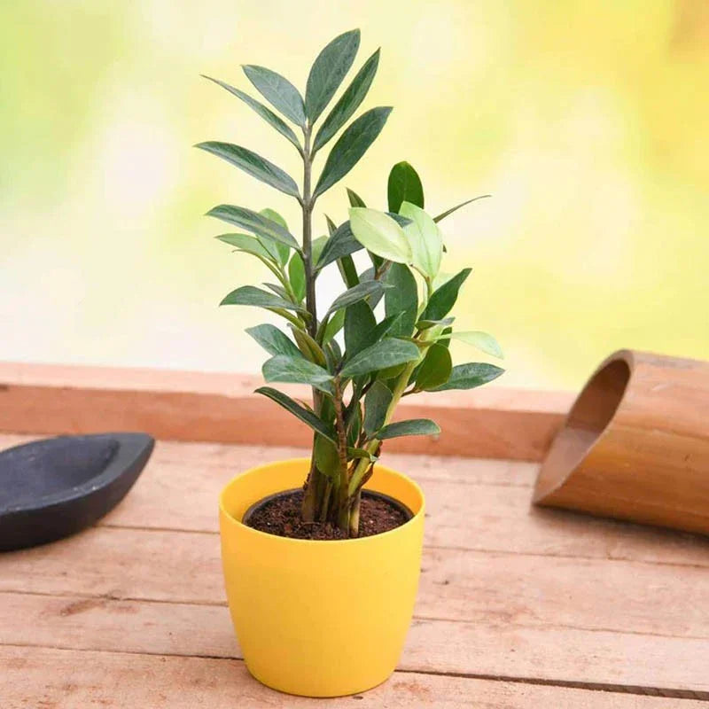 Potted plant in a yellow pot on a wooden surface with a blurred background