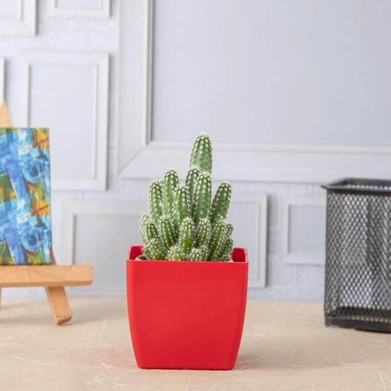 Echinopsis species - Cactus Plant