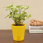 Syngonium Pixie Plant customer review image
