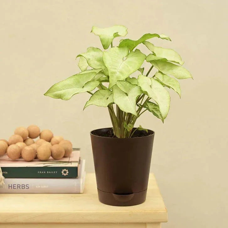 Syngonium White Butterfly Plant