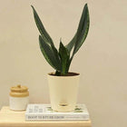 Sansevieria Whitney - Snake Plant customer review image