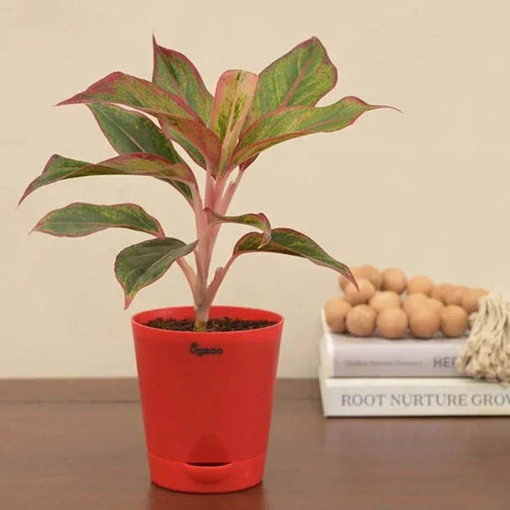 Potted plant with red and green leaves in a red pot on a wooden surface.