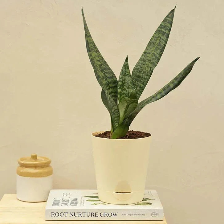 Sansevieria Superba Green - Snake Plant